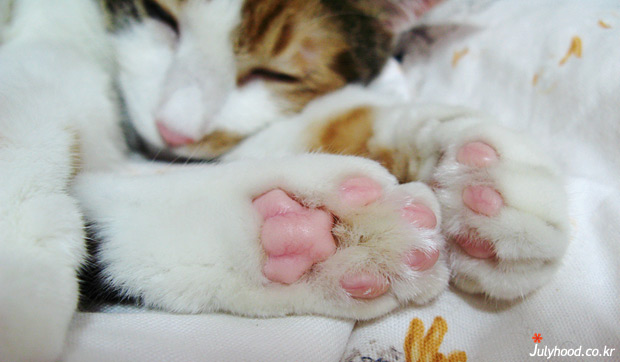 choco09081401.jpg